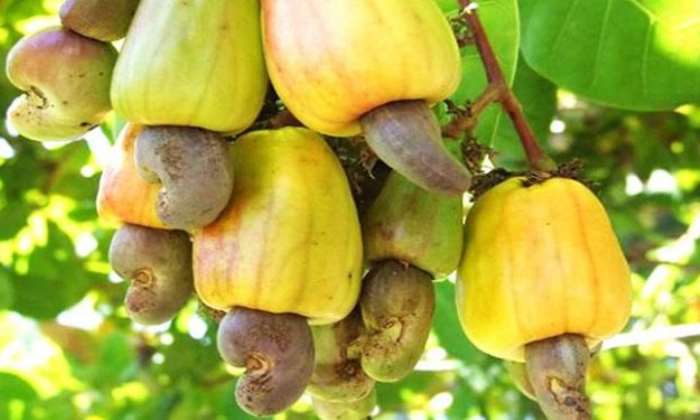 Mahama to Foreign Cashew Traders: Build Factories in Ghana or Exit the Market